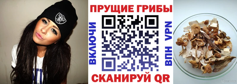 Галлюциногенные грибы ЛСД  Купить закладки  Курчалой 